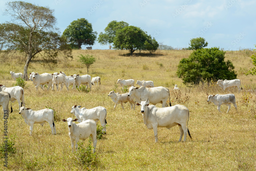 Nelore cattle in the pasture, in Campina Grande, Paraiba, Brazil. Livestock in the semiarid region of Northeast Brazil.