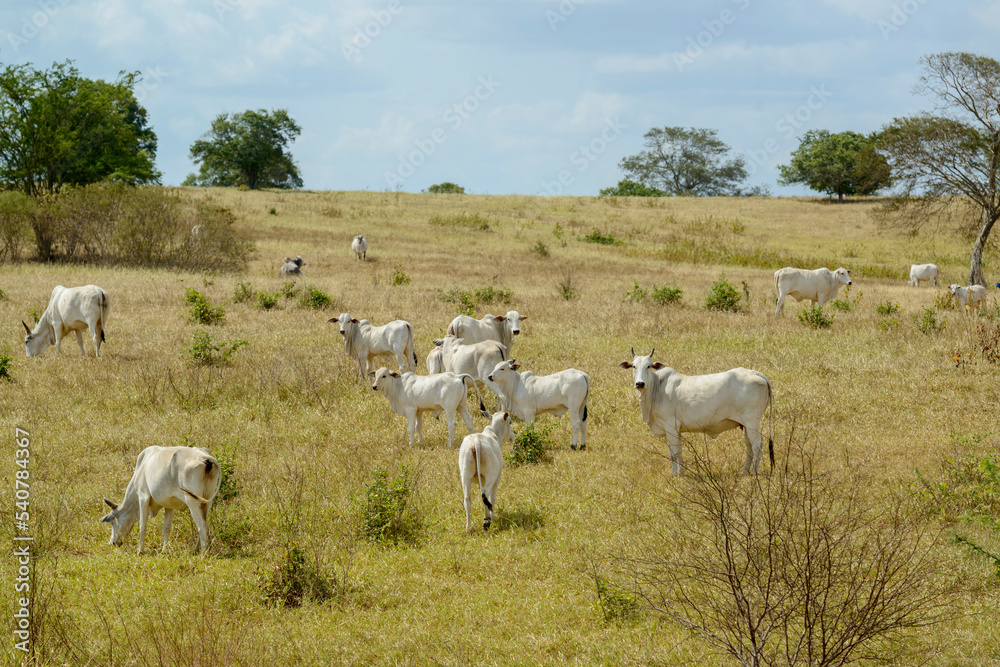 Nelore cattle in the pasture, in Campina Grande, Paraiba, Brazil. Livestock in the semiarid region of Northeast Brazil.