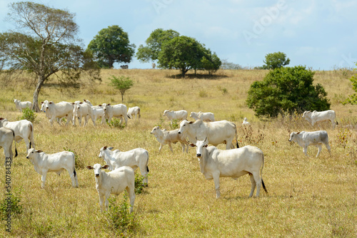 Nelore cattle in the pasture, in Campina Grande, Paraiba, Brazil. Livestock in the semiarid region of Northeast Brazil. photo