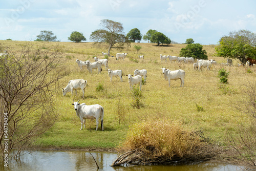 Nelore cattle in the pasture  in Campina Grande  Paraiba  Brazil. Livestock in the semiarid region of Northeast Brazil.