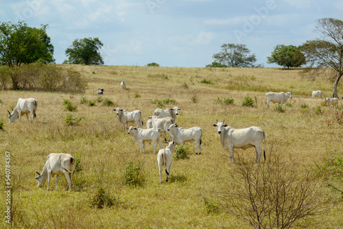 Nelore cattle in the pasture, in Campina Grande, Paraiba, Brazil. Livestock in the semiarid region of Northeast Brazil.