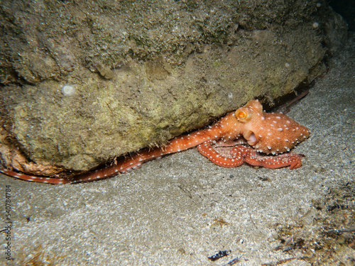 Atlantic white spotted octopus from Cyprus photo