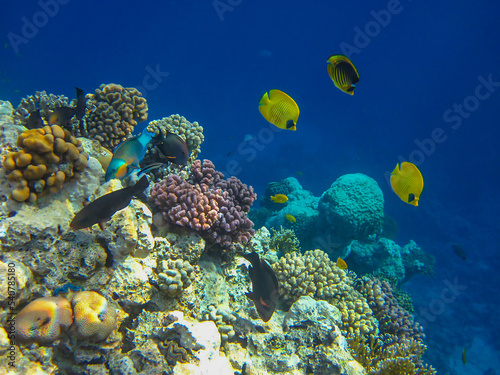 Fototapeta Naklejka Na Ścianę i Meble -  Chaetodon fasciatus or Butterfly fish in the expanses of the coral reef of the Red Sea, Sharm El Sheikh, Egypt
