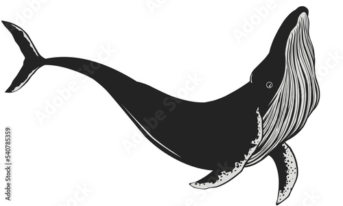 Black and whiteillustration of a whale photo
