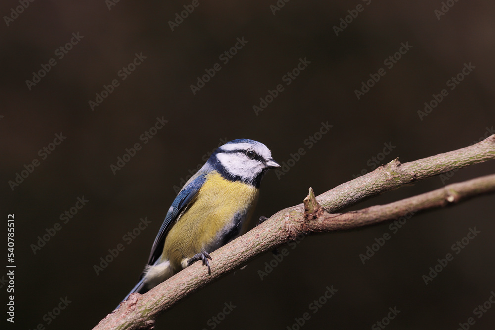 Blue tit on a branch...against a blurred dark green background... Blue tit on a branch...against a blurred dark green background...