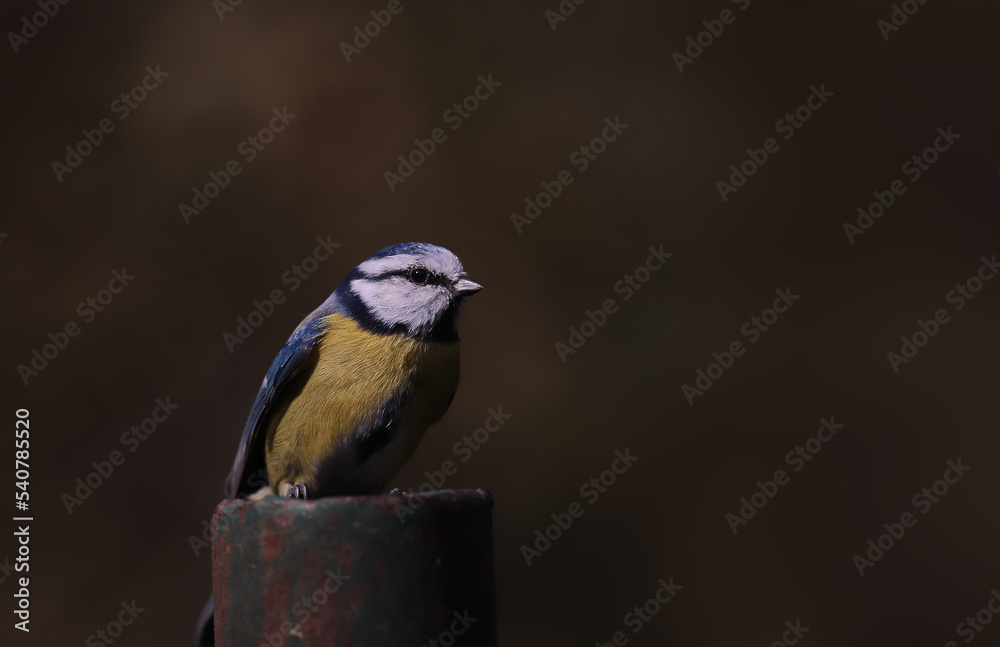 Obraz premium Blue tit on a fence post... against a blurred dark green background...