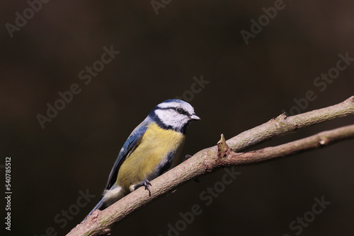 Blue tit on a branch...against a blurred dark green background...