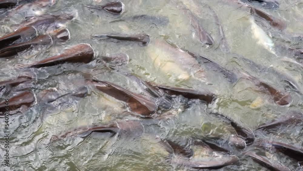 Many fishes that live in the Chao Phraya River. They were waiting to ...
