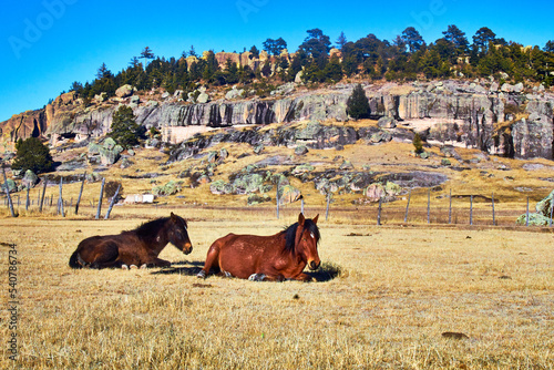 Foto two horses in yellow pasture, mountains in the background in creel chihuahua