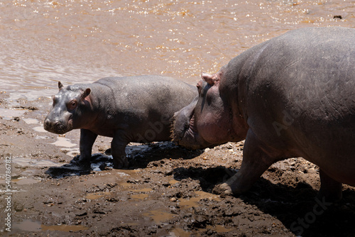 Two hippopotamus on a lake