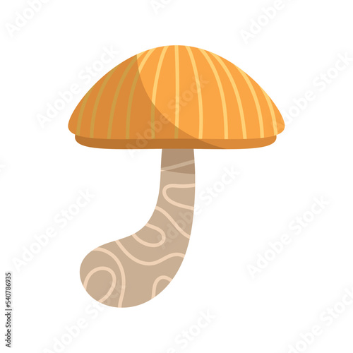fungus plant garden nature