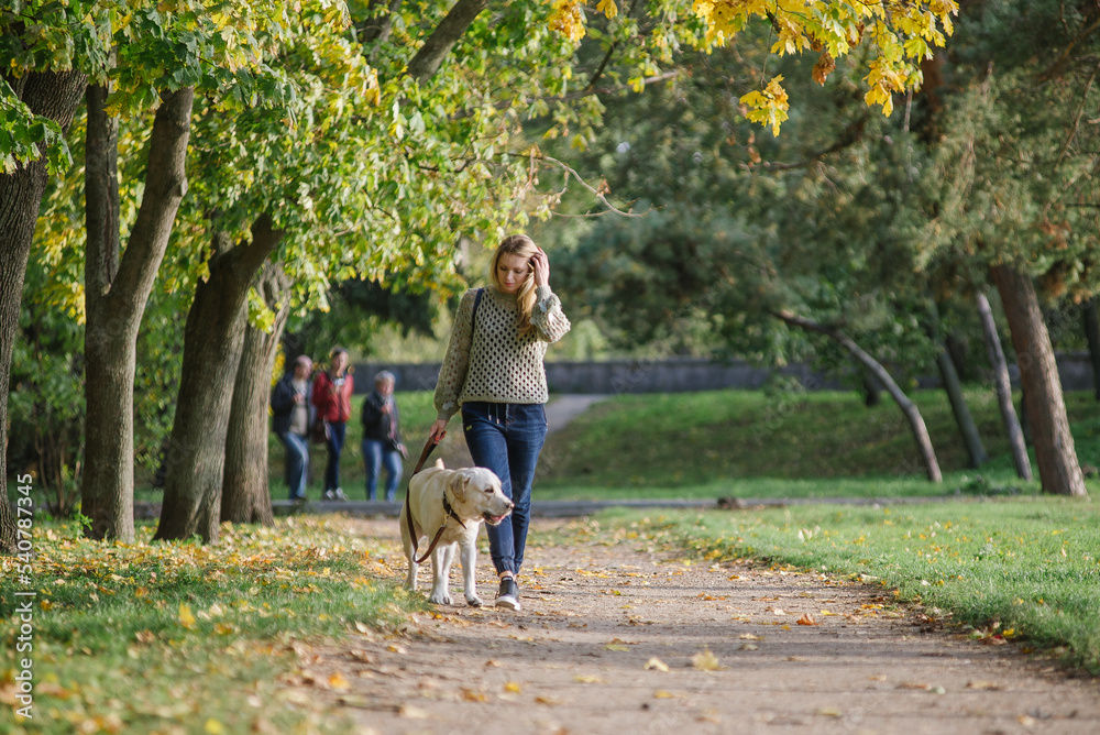 Young blonde is walking in the park with a labrador dog in the fall. Young blonde is walking in the park with a labrador dog in the fall.