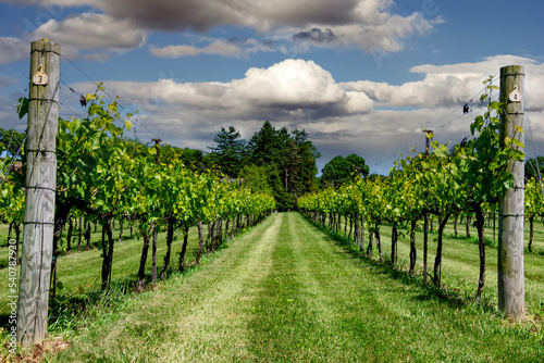 Vineyard in Lehigh ValleyPennsylvania photo