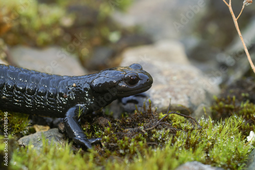 Closeup on the all black Alpine salamander, Salamandra atra from the Swiss Alps