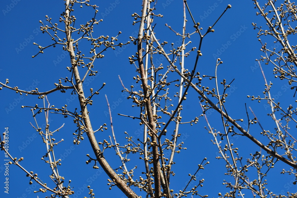 dogwood sprigs in spring with visible buds, against a background of a blue sky dogwood sprigs in spring with visible buds, against a background of a blue sky