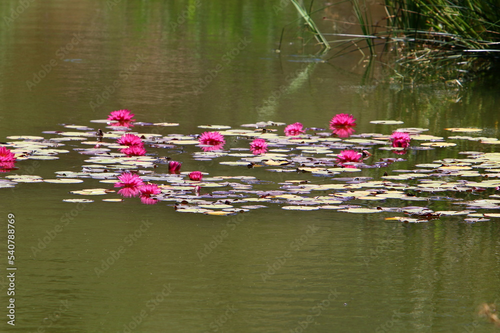 Bright water lily flowers and large green leaves on a lake in Israel Bright water lily flowers and large green leaves on a lake in Israel