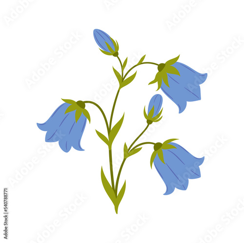 Nature flower bluebell flower, vector botanic garden floral leaf plant. Vector wildflower bellflower, harebell campanula spring blooming handbell