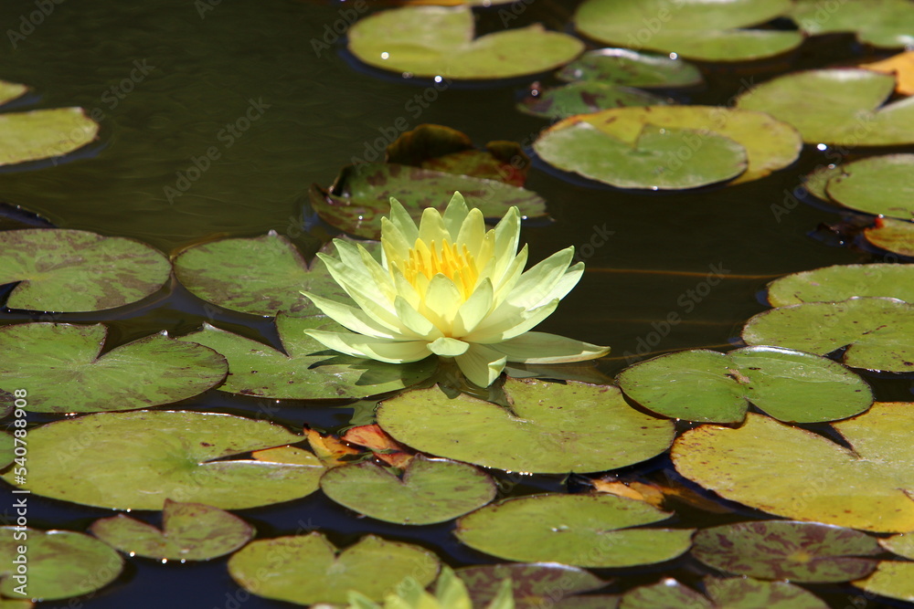 Bright water lily flowers and large green leaves on a lake in Israel Bright water lily flowers and large green leaves on a lake in Israel