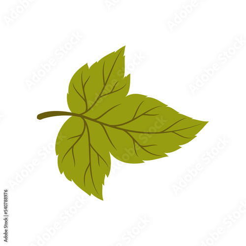 Quickthorn or green hawthorn leaf cartoon icon. Vector aspen tree foliage, autumn, summer, spring decor element. Whitethorn or chokeberry herbal plant