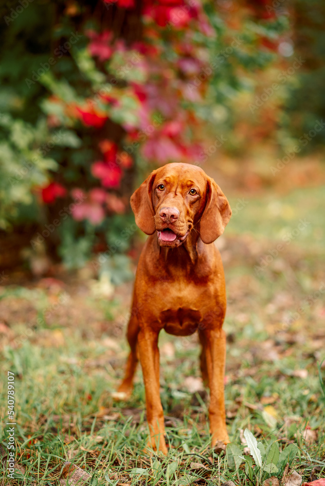 beautiful brown dog with kind eyes in the autumn forest beautiful brown dog with kind eyes in the autumn forest