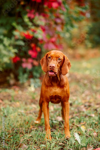 beautiful brown dog with kind eyes in the autumn forest