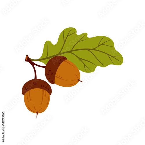 Branch of acorn fruits and leaves, tree leaf, oak autumn leafage cartoon icon. Vector herbarium, autumn leafage foliage symbol. English oak fall leaf photo