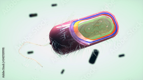 Prokaryote or prokaryotic cell structure realistic 3D visualization. Bacteria microscopic section floating in fluid. Biological original 3D illustration. photo
