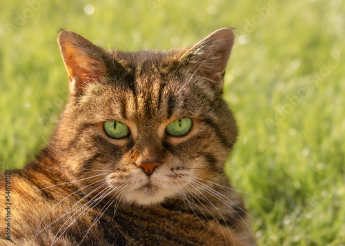 Portrait of a tabby cat with striking green eyes in front of a sunlit lawn