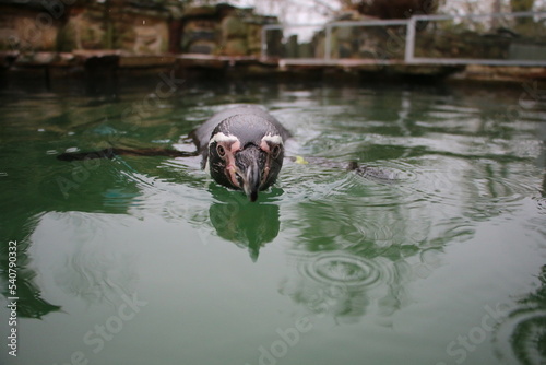 Pinguin schwimmt im Wasser Nahaufnahme Tierfotografie Wallpaper