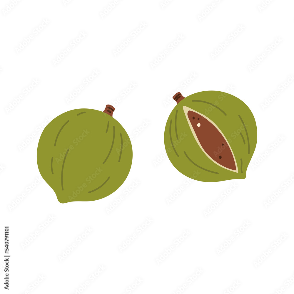 Fragrant or true nutmeg isolated nut in green shell. Vector pala edible