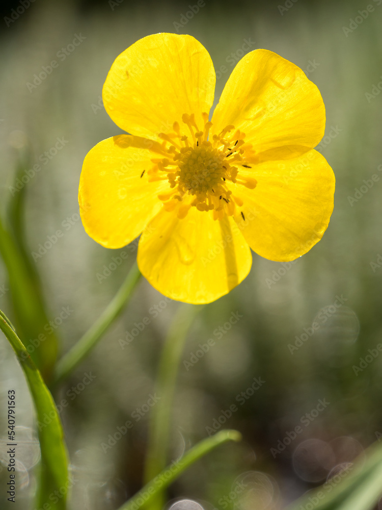 Yellow Greater Spearwort flower Yellow Greater Spearwort flower