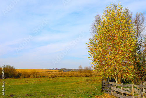 Autumn village landscape. Sunny morning, birches with yellow-green leaves, wooden fence, gentle blue sky. The beauty of the native land. Golden autumn. Ukraine, Europe.