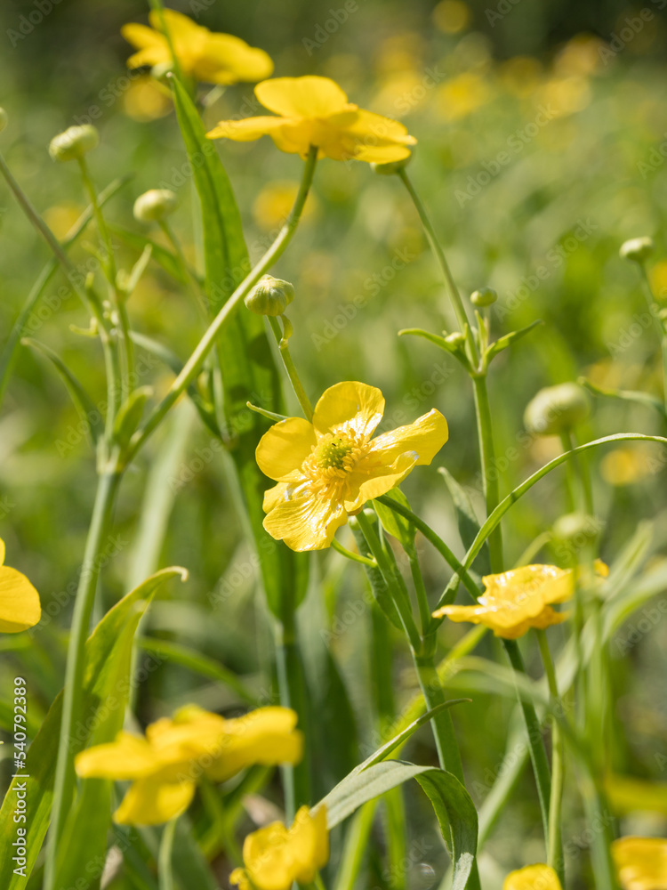 Obraz premium Yellow flower of Greater Spearwort growing at river
