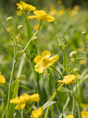 Yellow flower of Greater Spearwort growing at river