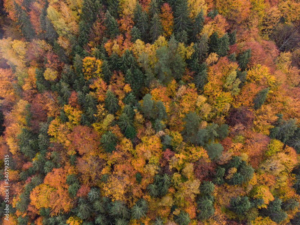 Colorful carpet of trees with autumn leaves Colorful carpet of trees with autumn leaves