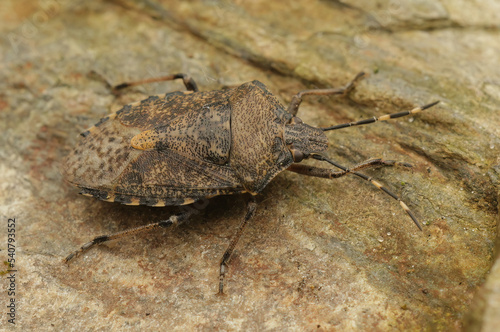 Closeup on an adult mottled shieldbug, Rhaphigaster nebulosa sitting on wood