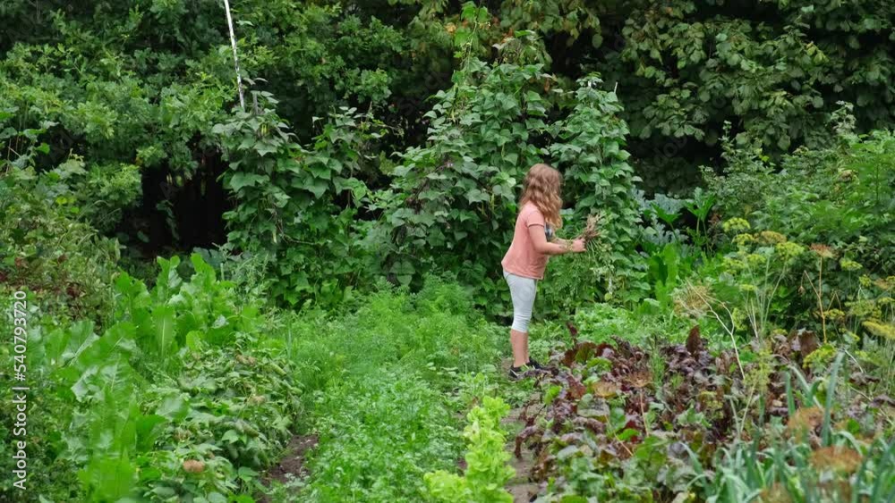 Young Caucasian Girl Pulling Ripe Carrot and Parsley Straight From The Ground in Vegetables Garden Young Caucasian Girl Pulling Ripe Carrot and Parsley Straight From The Ground in Vegetables Garden