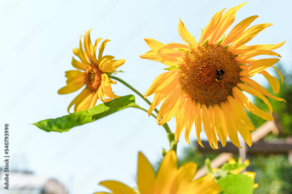 Naklejka premium Bee on sunflower, pollination of plants