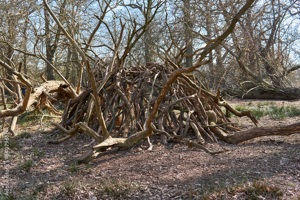 tree trunks pile. Sawn trees from the forest. tree trunks pile. Sawn trees from the forest.