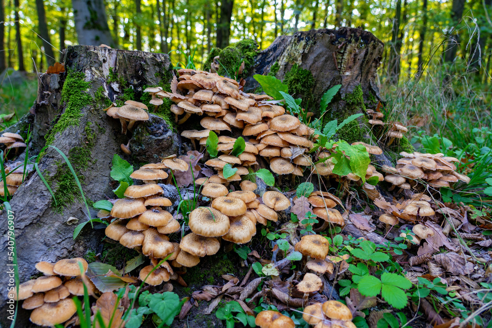 Armillaria mellea maschroom in the forest on the tree stub Armillaria mellea maschroom in the forest on the tree stub
