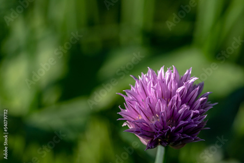 Fototapeta Naklejka Na Ścianę i Meble -  onion flower growing in the garden on green background