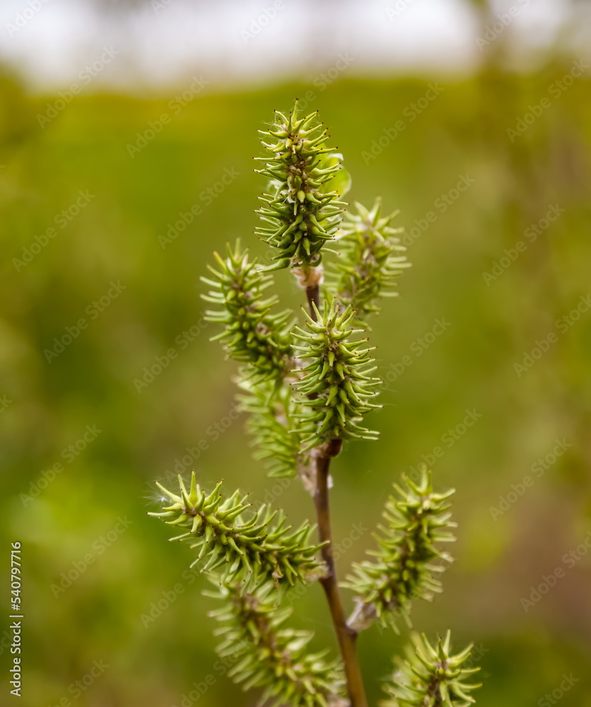 Young shoots on a shrub branch close-up in the garden in spring Young shoots on a shrub branch close-up in the garden in spring