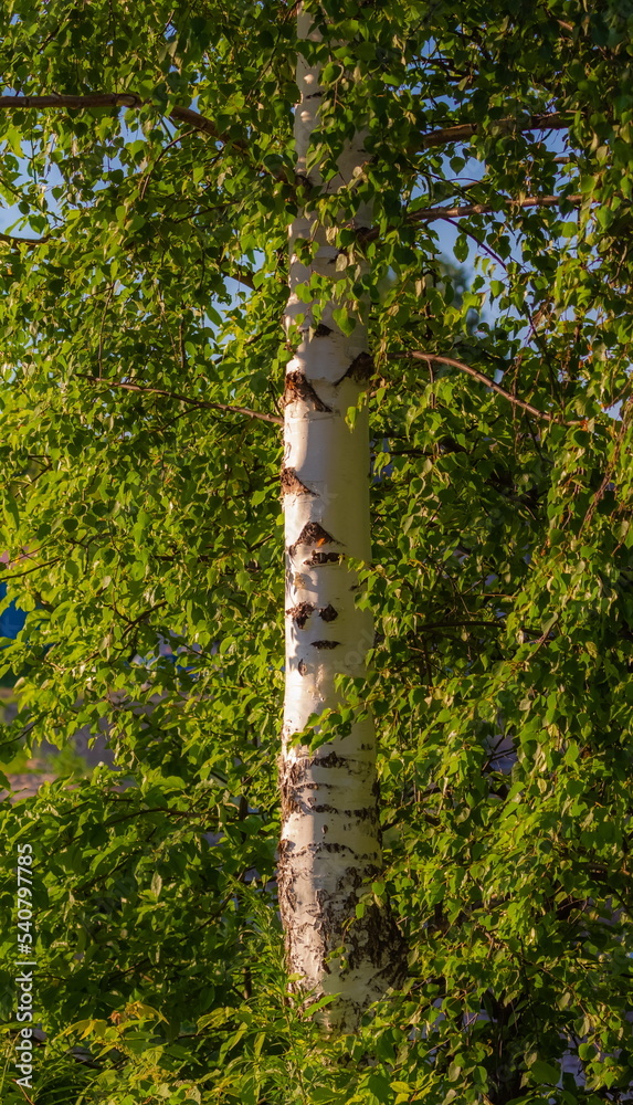 Fototapeta premium Birch trunk and foliage close-up summer