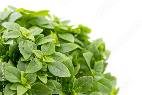 Green basil close-up. Spicy fragrant fresh herbs are used in cooking.