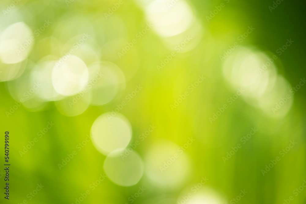 Blur abstract background. Palm leaves. Blur abstract background. Palm leaves.