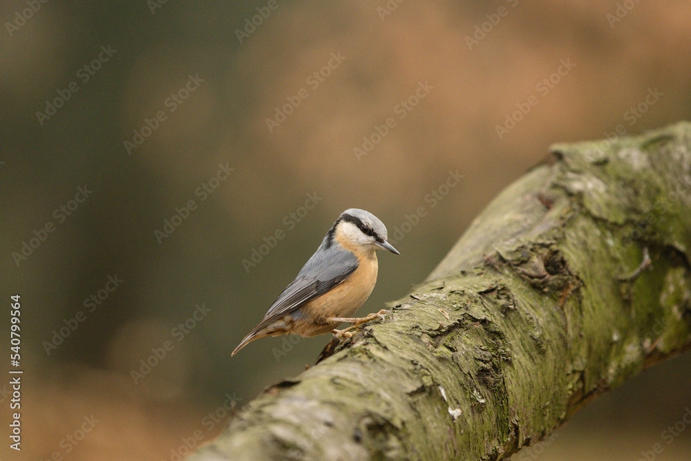 Eurasian nuthatch Eurasian nuthatch