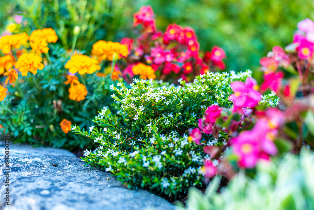 Fleurs d'été