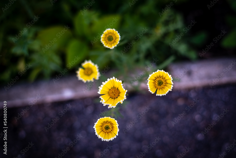 Fleurs d'été