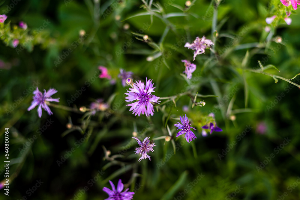 Fleurs d'été