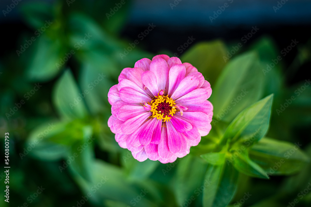 Obraz premium Fleurs d'été